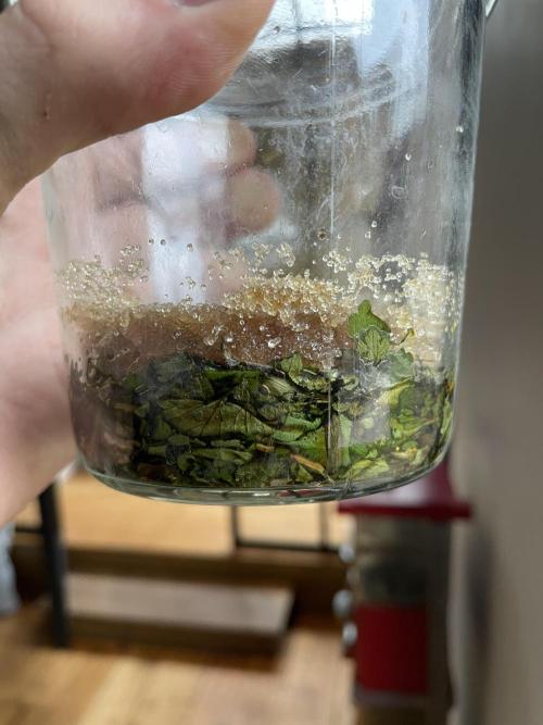 Korean Natural Farming (KNF) First Try. Week 2 - 1 week after