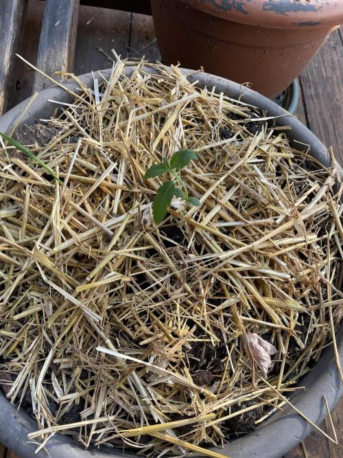 Korean Natural Farming (KNF) First Try. Week 2