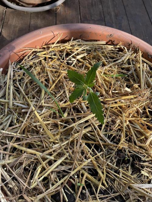 Korean Natural Farming (KNF) First Try. Week 2