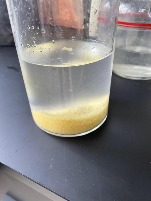 Korean Natural Farming (KNF) First Try. Week 1 - 1) rice Water