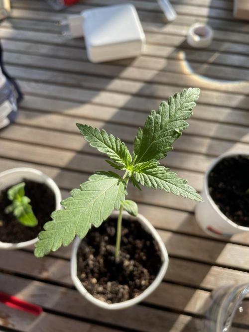 Korean Natural Farming (KNF) First Try. Week 1 - Super Boof