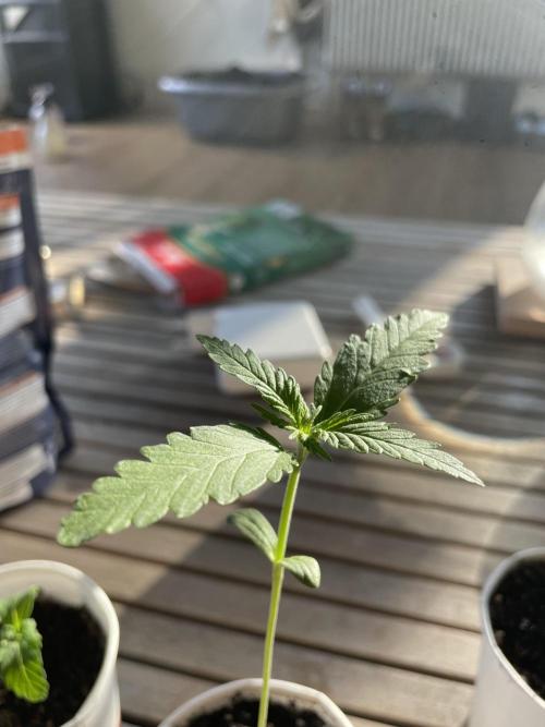 Korean Natural Farming (KNF) First Try. Week 1 - Super Boof