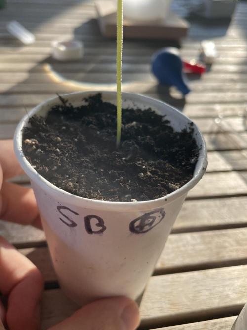 Korean Natural Farming (KNF) First Try. Week 1 - strawberry Banana