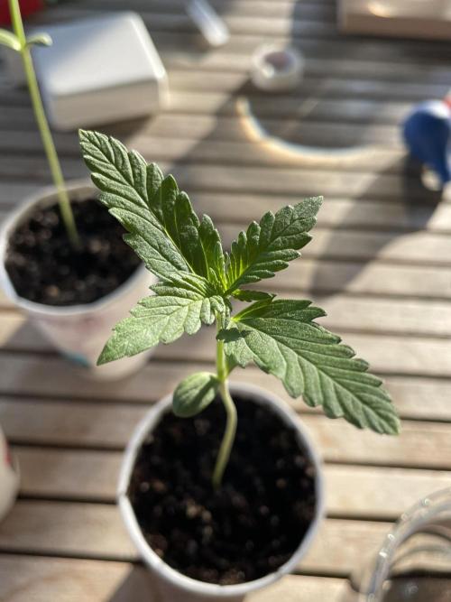 Korean Natural Farming (KNF) First Try. Week 1 - strawberry Banana