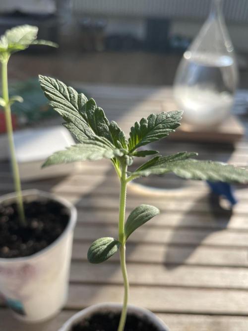 Korean Natural Farming (KNF) First Try. Week 1 - strawberry Banana