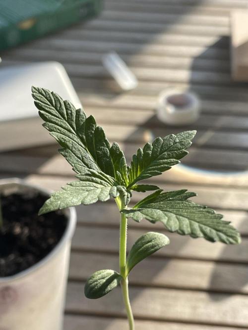 Korean Natural Farming (KNF) First Try. Week 1 - strawberry Banana