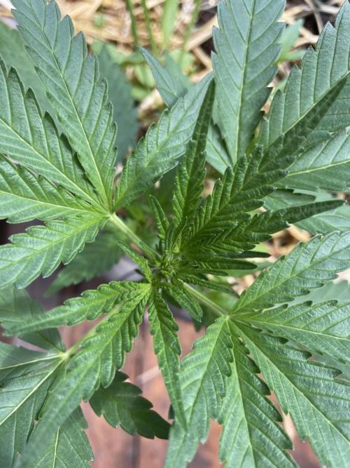 Korean Natural Farming (KNF) First Try. Week 4 - super boof