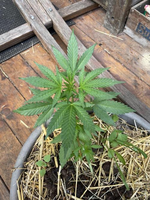 Korean Natural Farming (KNF) First Try. Week 4 - super boof