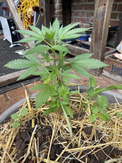 Korean Natural Farming (KNF) First Try. Week 4 - 16/04 super boof