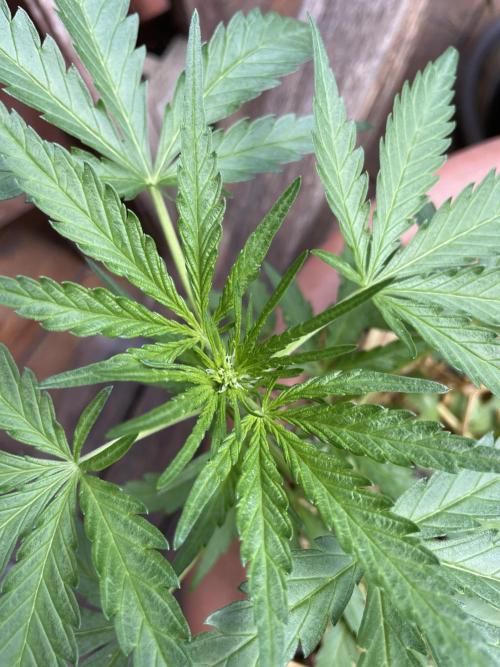 Korean Natural Farming (KNF) First Try. Week 4 - strawberry Banana