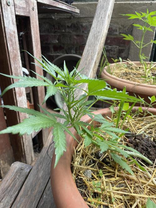 Korean Natural Farming (KNF) First Try. Week 4 - strawberry Banana