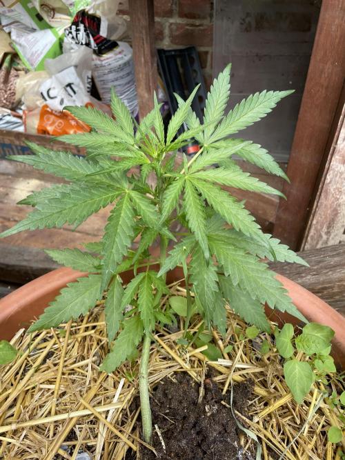 Korean Natural Farming (KNF) First Try. Week 4 - strawberry Banana