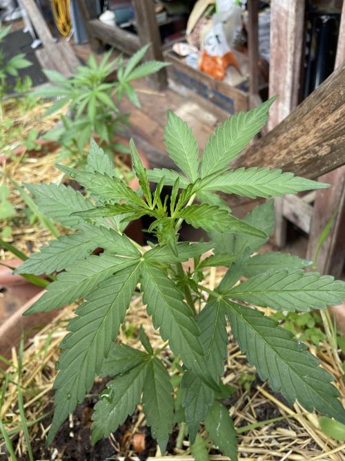 Korean Natural Farming (KNF) First Try. Week 4 - strawberry Banana