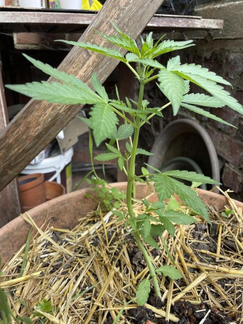 Korean Natural Farming (KNF) First Try. Week 4 - strawberry Banana