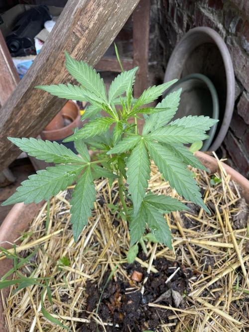 Korean Natural Farming (KNF) First Try. Week 4 - permanent marker