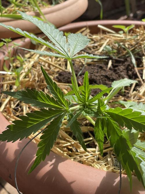 Korean Natural Farming (KNF) First Try. Week 4 - strawberry Banana