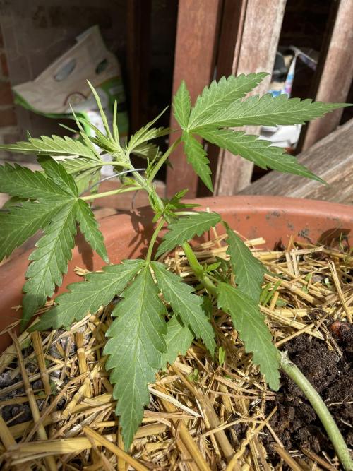 Korean Natural Farming (KNF) First Try. Week 4 - strawberry Banana