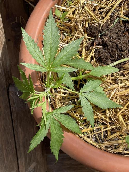 Korean Natural Farming (KNF) First Try. Week 4 - strawberry Banana