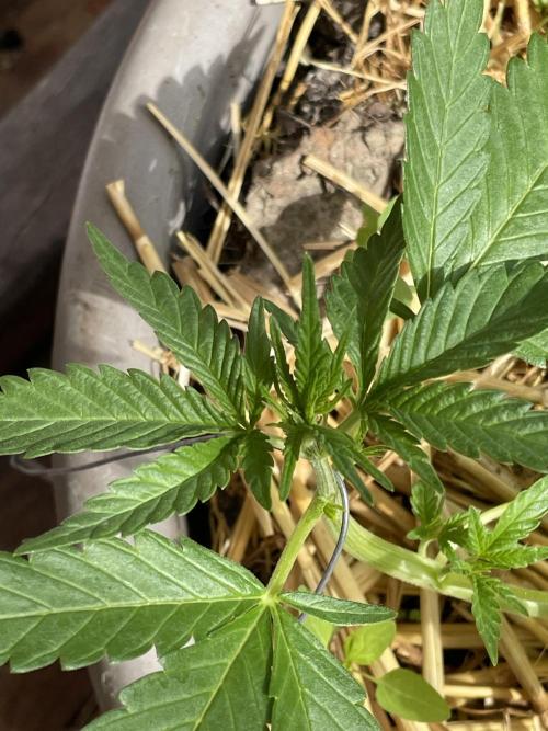 Korean Natural Farming (KNF) First Try. Week 4