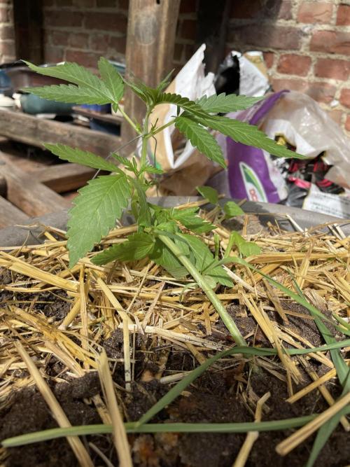 Korean Natural Farming (KNF) First Try. Week 4 - super boof