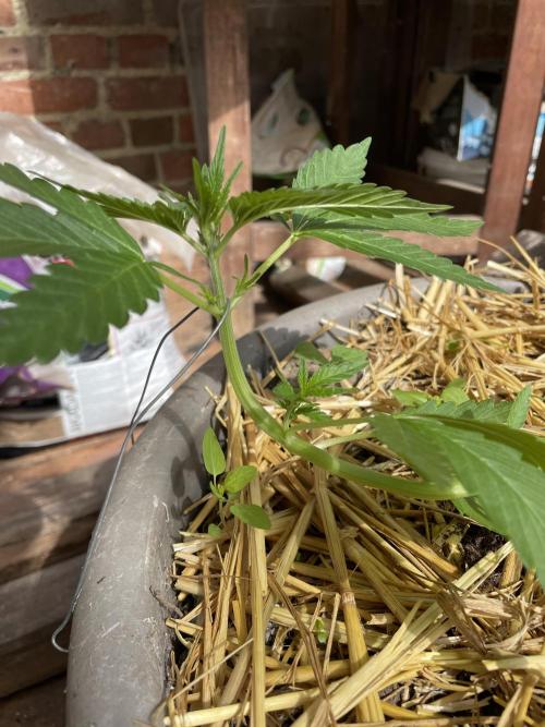 Korean Natural Farming (KNF) First Try. Week 4 - super boof