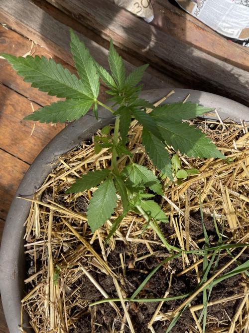 Korean Natural Farming (KNF) First Try. Week 4 - super boof