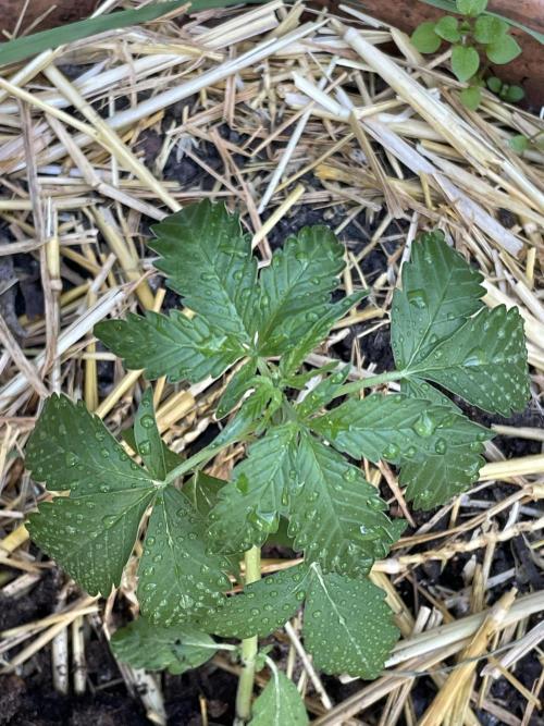 Korean Natural Farming (KNF) First Try. Week 4 - strawberry Banana