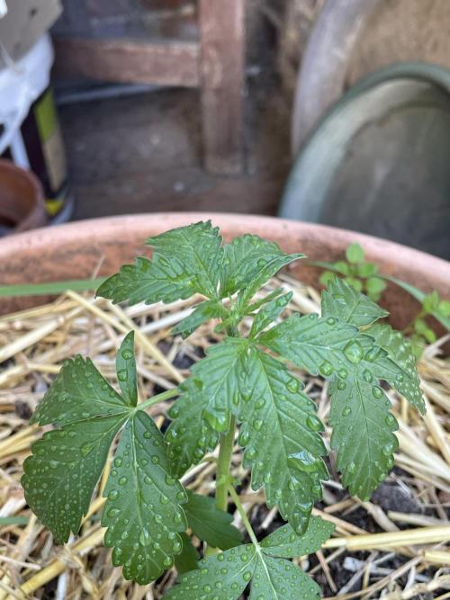 Korean Natural Farming (KNF) First Try. Week 4 - permanent marker