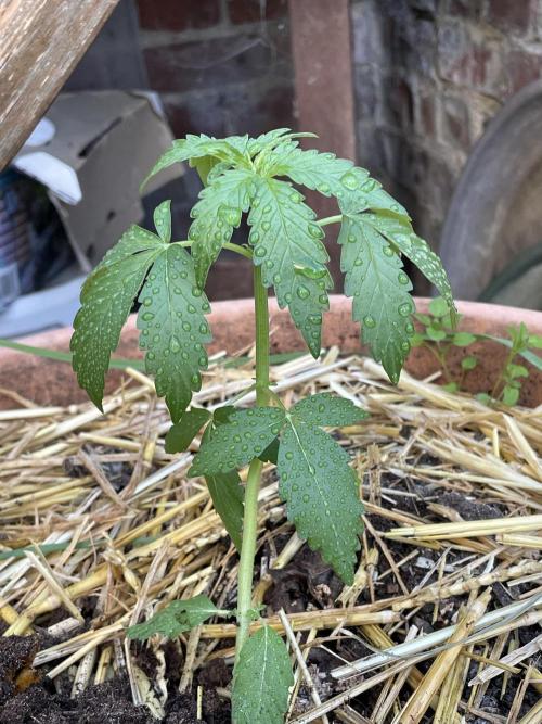 Korean Natural Farming (KNF) First Try. Week 4 - permanent marker