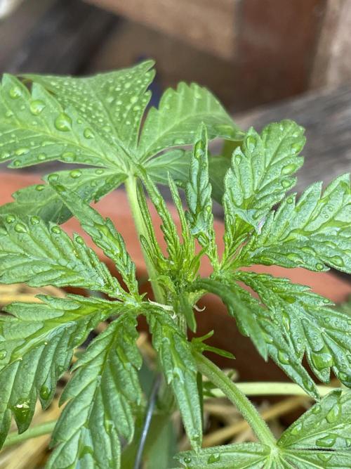 Korean Natural Farming (KNF) First Try. Week 4 - strawberry Banana