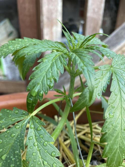 Korean Natural Farming (KNF) First Try. Week 4