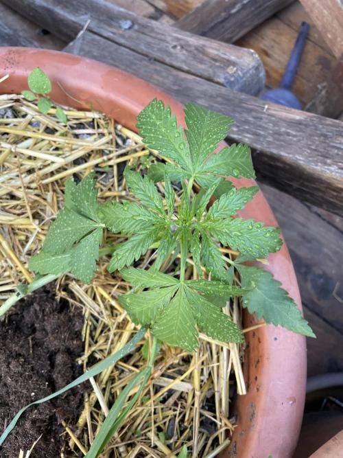 Korean Natural Farming (KNF) First Try. Week 4 - permanent marker