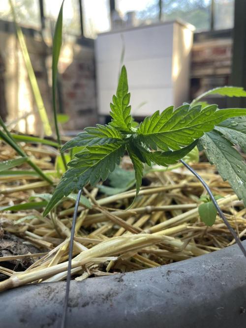 Korean Natural Farming (KNF) First Try. Week 4 - super boof