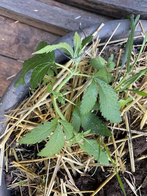 Korean Natural Farming (KNF) First Try. Week 4 - super boof