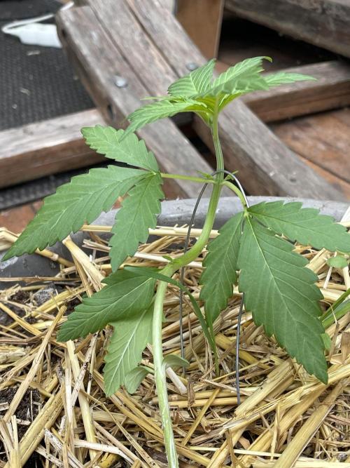 Korean Natural Farming (KNF) First Try. Week 4 - super boof