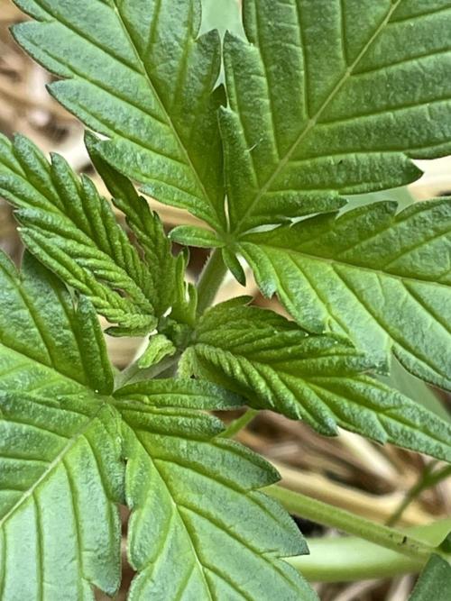 Korean Natural Farming (KNF) First Try. Week 4 - super boof