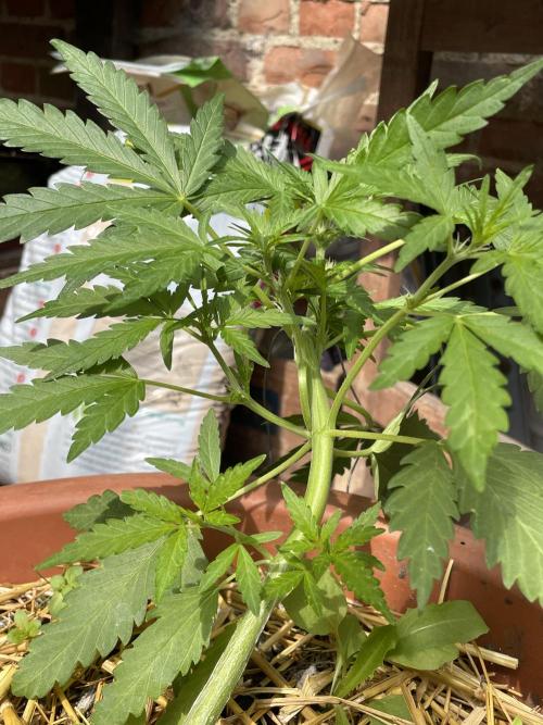 Korean Natural Farming (KNF) First Try. Week 5 - strawberry Banana