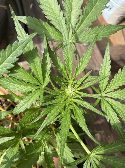 Korean Natural Farming (KNF) First Try. Week 5 - strawberry Banana