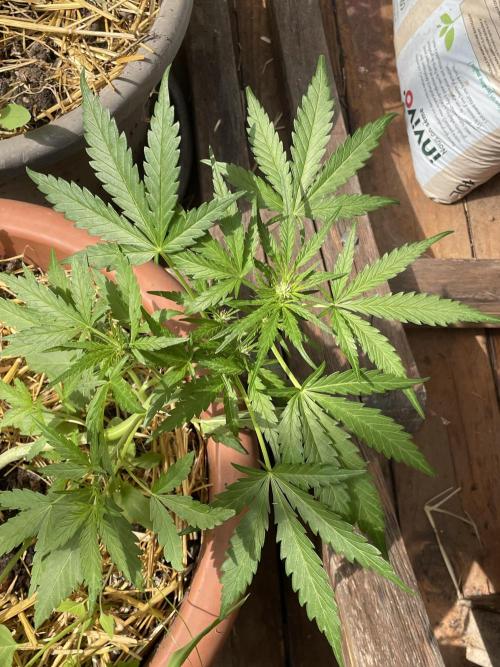 Korean Natural Farming (KNF) First Try. Week 5 - strawberry Banana