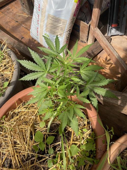 Korean Natural Farming (KNF) First Try. Week 5 - strawberry Banana