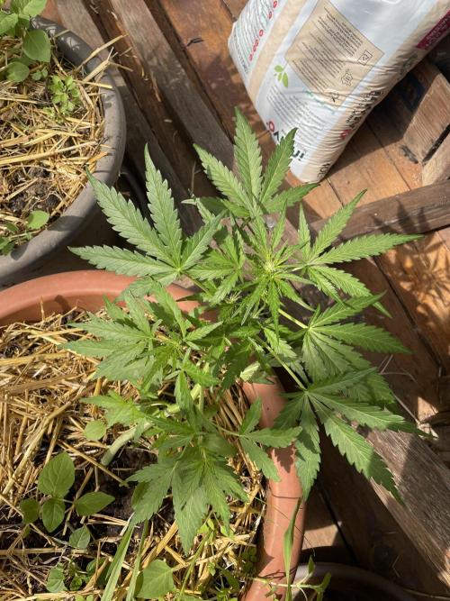 Korean Natural Farming (KNF) First Try. Week 5 - strawberry Banana