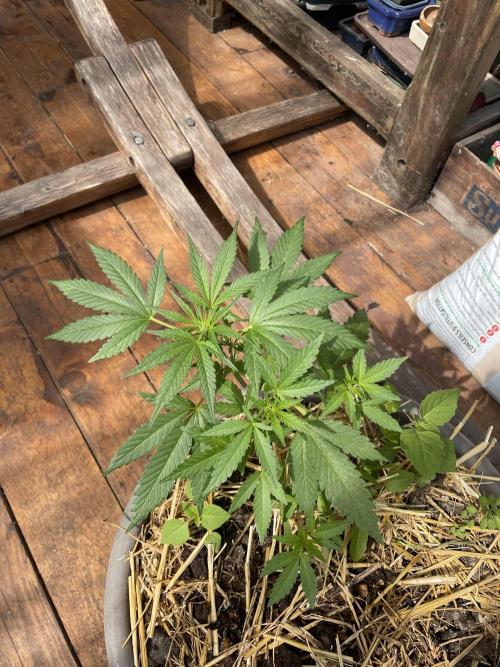 Korean Natural Farming (KNF) First Try. Week 5 - super Boof