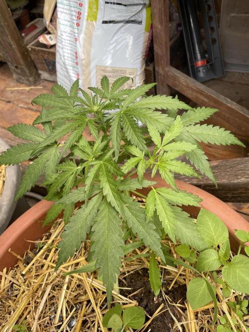 Korean Natural Farming (KNF) First Try. Week 5 - strawberry Banana