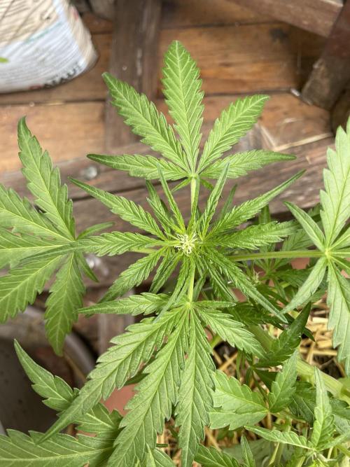 Korean Natural Farming (KNF) First Try. Week 5 - strawberry Banana