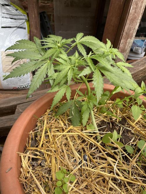 Korean Natural Farming (KNF) First Try. Week 5 - strawberry Banana