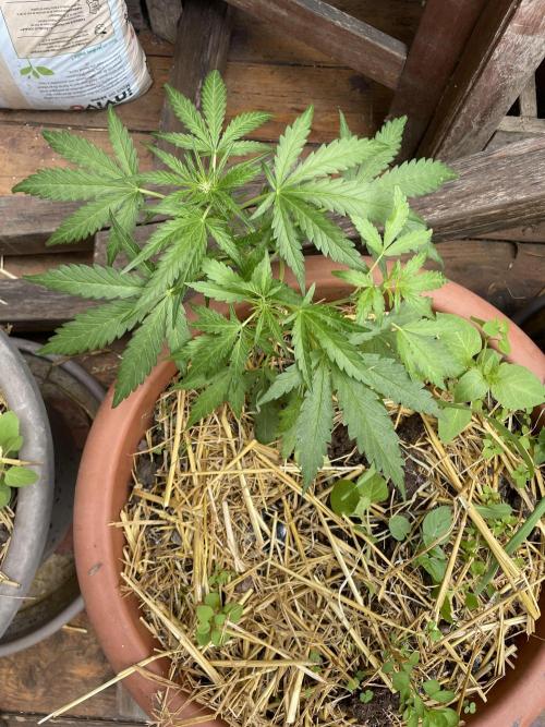 Korean Natural Farming (KNF) First Try. Week 5 - strawberry Banana