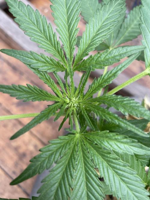 Korean Natural Farming (KNF) First Try. Week 5 - super Boof
