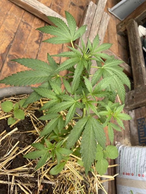 Korean Natural Farming (KNF) First Try. Week 5 - super Boof