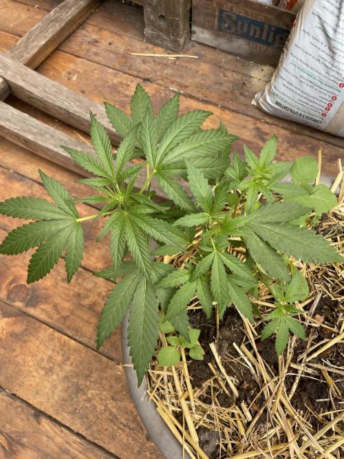 Korean Natural Farming (KNF) First Try. Week 5 - super Boof