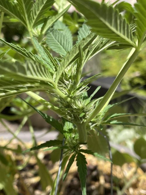 Korean Natural Farming (KNF) First Try. Week 6 - Super boof